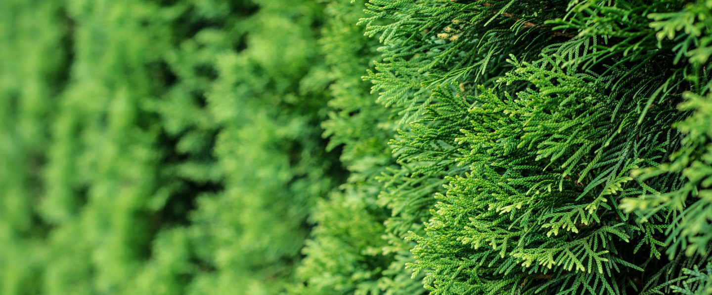 Looking for Reliable Tree Services in Plano, Dallas & McKinney, TX and surrounding areas?